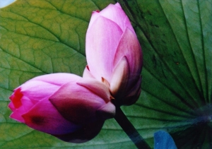 green_lotus_petals_overhanging