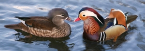 Mandarin_Ducks_Pair_鴛鴦