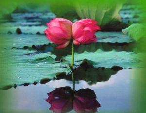 red_twin_lotus_blooms